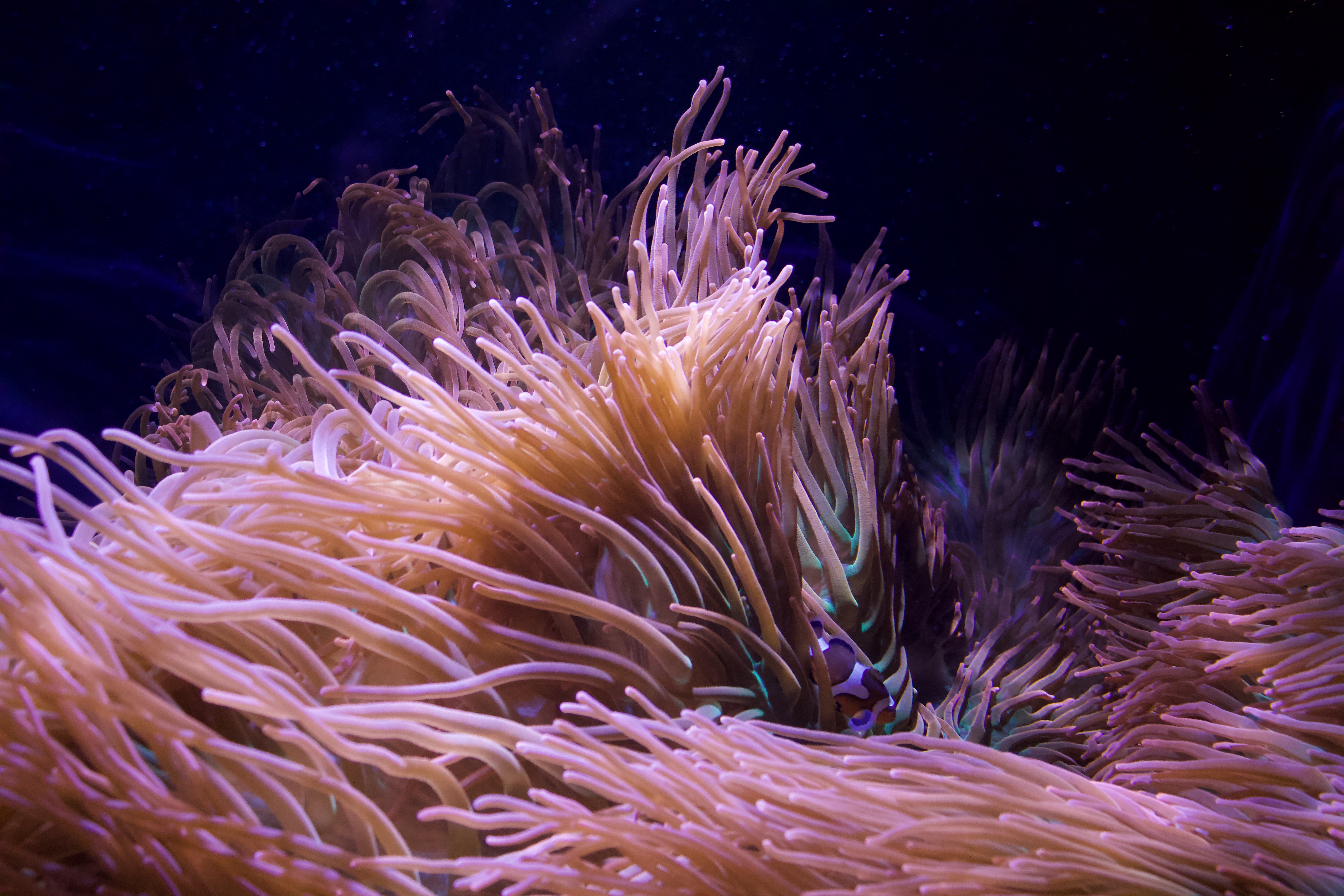 Captured by Kam featured work